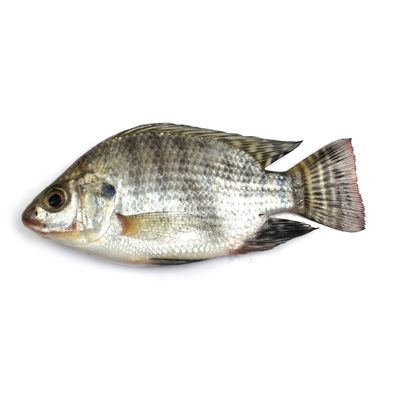 Sure Baladi Tilapia Fresh Fish - 250-300g