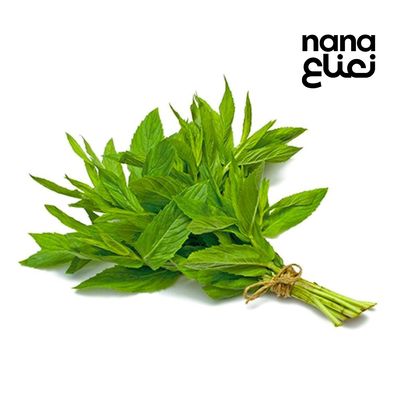  حبق ربطة