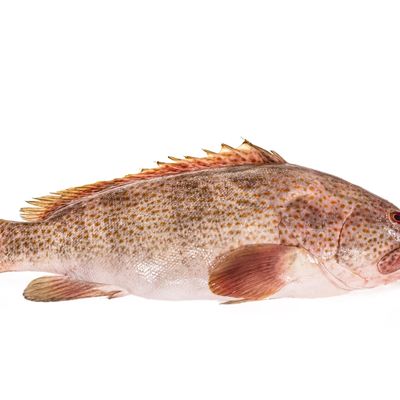 Sure Baladi Medium Humour lden Fresh Fish - 250-300g