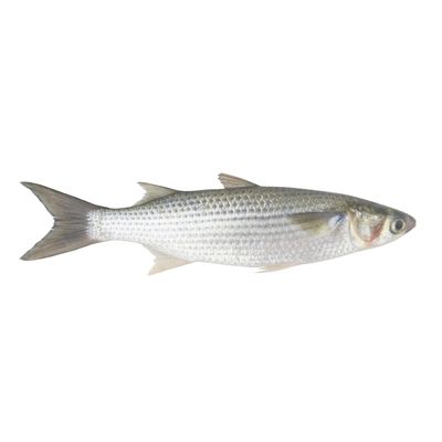 Sure Baladi Gery Mullet Fresh Fish - 250-300g